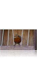 robin with meal worm